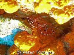 Banded Coral Shrimps hanging together by Peter Tostaine 